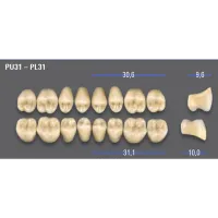 REPOSICION DIENTES VITA MFT SUPERIOR ANTERIOR C3 - S50